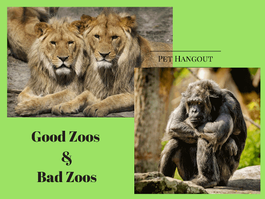 happy and sad zoo animals